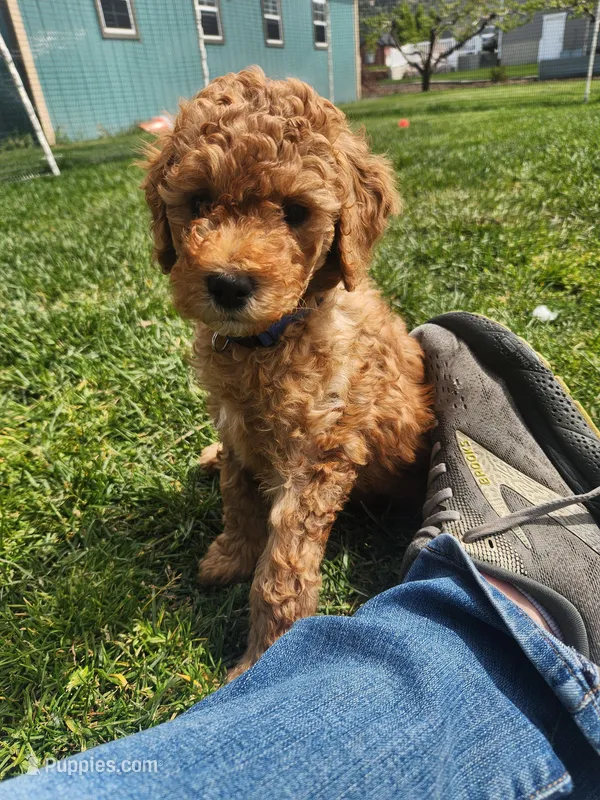Little Boy Blue – Poodle - Standard  puppy for sale in Willard, UT