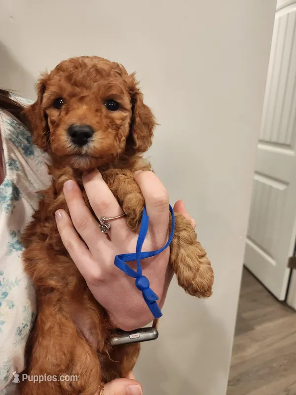 Little Boy Blue – Poodle - Standard  puppy for sale in Willard, UT