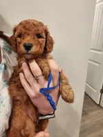 Little Boy Blue, a male Poodle - Standard  for sale in Willard, UT – Photo 1 of 2