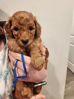 Little Boy Blue, a male Poodle - Standard  for sale in Willard, UT – Photo 2 of 2