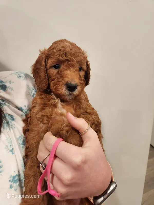 Pink – Poodle - Standard  puppy for sale in Willard, UT