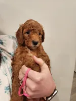 Pink, a male Poodle - Standard  for sale in Willard, UT – Photo 1 of 2