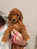 Pink, a male Poodle - Standard  for sale in Willard, UT – Photo 2 of 2