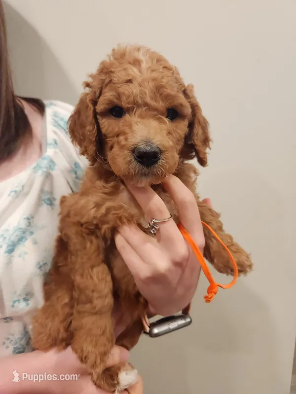 Orange – Poodle - Standard  puppy for sale in Willard, UT