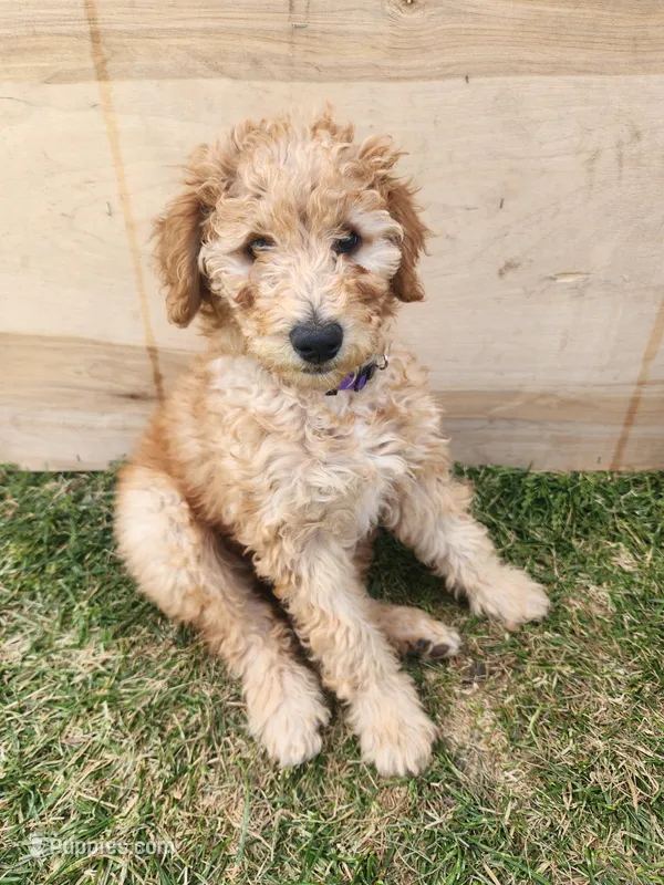 Violet – Poodle - Standard  puppy for sale in Willard, UT