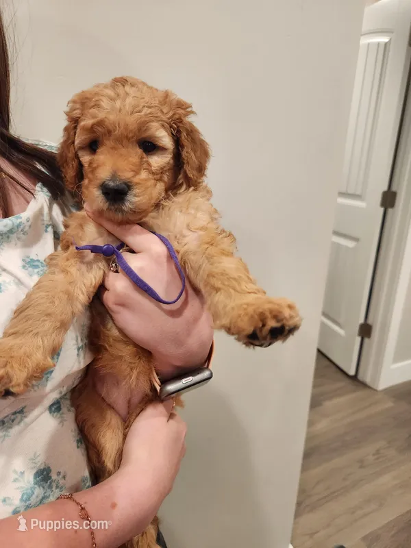 Violet – Poodle - Standard  puppy for sale in Willard, UT
