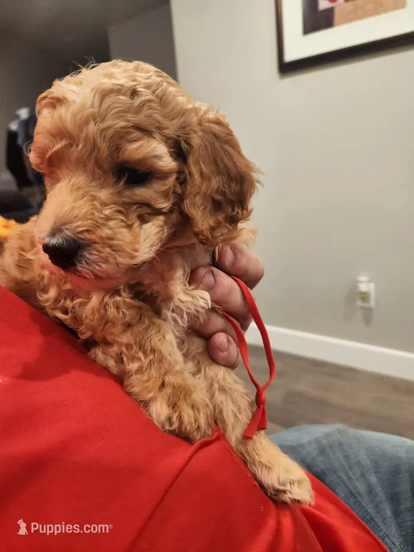 Red hot – Poodle - Standard  puppy for sale in Willard, UT