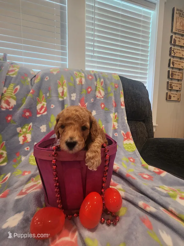 Red hot – Poodle - Standard  puppy for sale in Willard, UT
