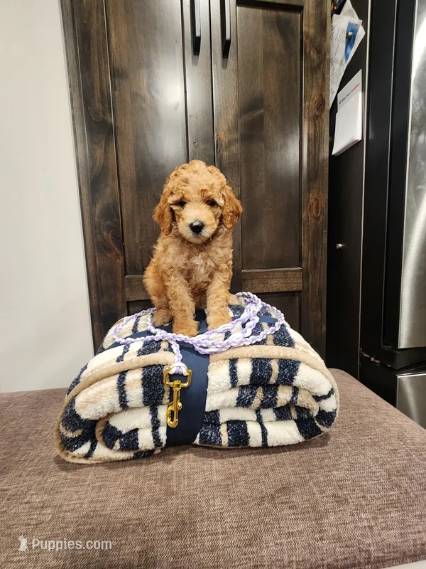 Red hot – Poodle - Standard  puppy for sale in Willard, UT