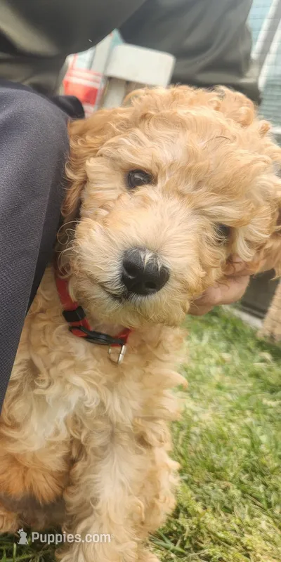 Red hot – Poodle - Standard  puppy for sale in Willard, UT