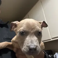 Todd, a male American Pit Bull Terrier and Cane Corso for sale in Troy, NY – Photo 4 of 4