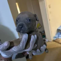 Todd, a male American Pit Bull Terrier and Cane Corso for sale in Troy, NY – Photo 3 of 4