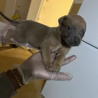 Todd, a male American Pit Bull Terrier and Cane Corso for sale in Troy, NY – Photo 2 of 4