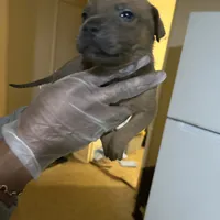 Todd, a male American Pit Bull Terrier and Cane Corso for sale in Troy, NY – Photo 1 of 4