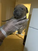 processed/0979d684-f0db-4297-8c9e-ce6e2eed490b/listing/3e4325af-a267-4025-8c76-6870bfe000b3/ef4ad1c6-0db3-4c41-b7b5-fa40f29d512c