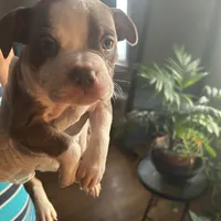 Lloyd, a male French Bulldog for sale in Troy, NY – Photo 1 of 2