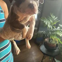 Lloyd, a male French Bulldog for sale in Troy, NY – Photo 2 of 2