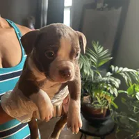 Lala, a female French Bulldog for sale in Troy, NY – Photo 2 of 2