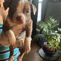 Lala, a female French Bulldog for sale in Troy, NY – Photo 1 of 2