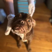 Myricle, a male French Bulldog for sale in Troy, NY – Photo 2 of 3