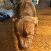 Myricle, a male French Bulldog for sale in Troy, NY – Photo 3 of 3