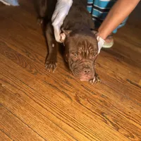 Myricle, a male French Bulldog for sale in Troy, NY – Photo 1 of 3