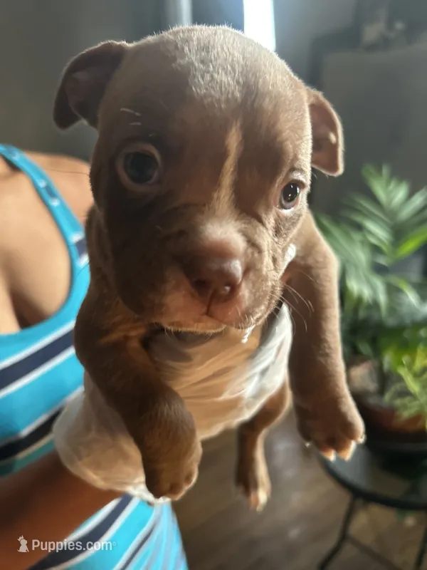 Rose – French Bulldog puppy for sale in Troy, NY