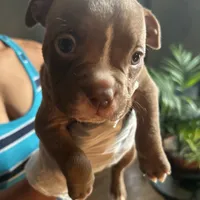 Rose, a female French Bulldog for sale in Troy, NY – Photo 1 of 2