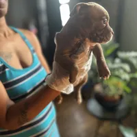 Rose, a female French Bulldog for sale in Troy, NY – Photo 2 of 2