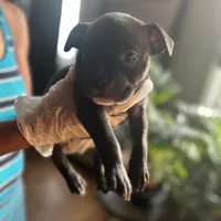 Black, a male French Bulldog for sale in Troy, NY – Photo 2 of 2