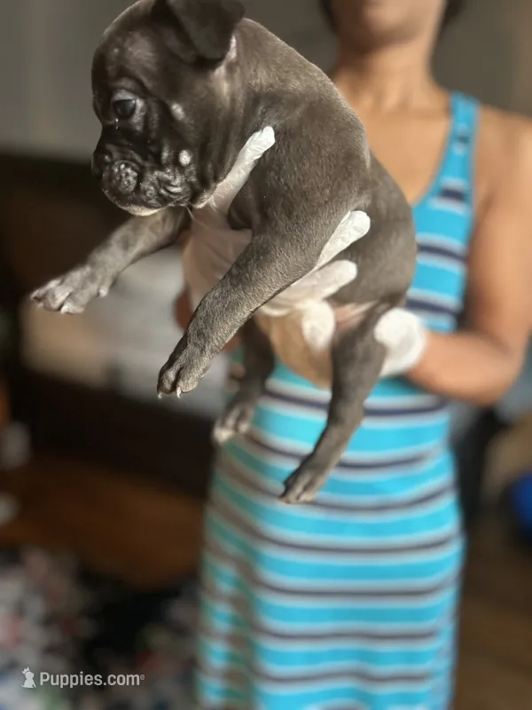 Black – French Bulldog puppy for sale in Troy, NY