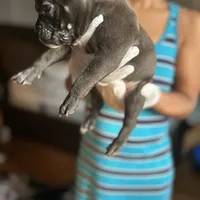 Black, a male French Bulldog for sale in Troy, NY – Photo 1 of 2