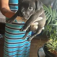 China, a female French Bulldog for sale in Troy, NY – Photo 2 of 2