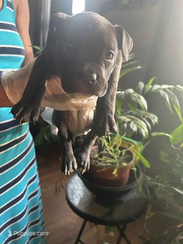 China – French Bulldog puppy on hold in Troy, NY