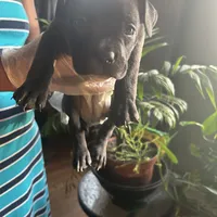 China, a female French Bulldog for sale in Troy, NY – Photo 1 of 2