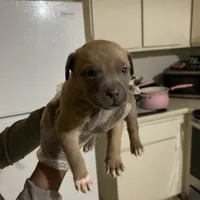Billy, a male American Pit Bull Terrier and Cane Corso for sale in Troy, NY – Photo 1 of 3