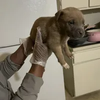 Billy, a male American Pit Bull Terrier and Cane Corso for sale in Troy, NY – Photo 2 of 3