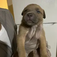 Billy, a male American Pit Bull Terrier and Cane Corso for sale in Troy, NY – Photo 3 of 3