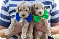 Spring Flame, a male Miniature Goldendoodle for sale in Roy, UT – 3 of 4