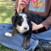 Obsididan, a female Bernedoodle for sale in Roy, UT – 6 of 7