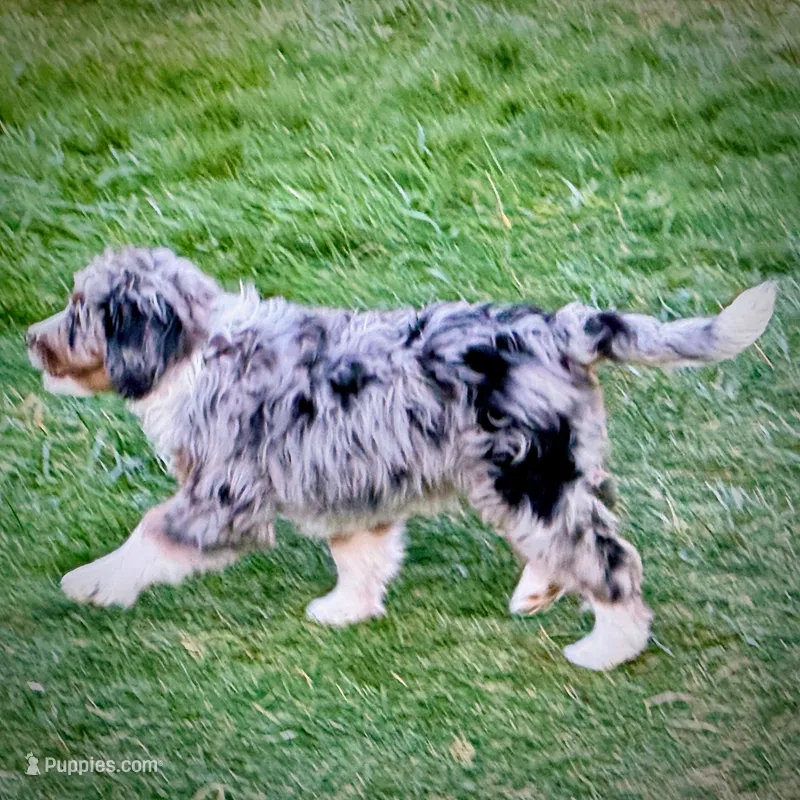 Taco – Bernedoodle puppy for sale in Roy, UT