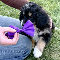 Tamale, a female Miniature Bernedoodle for sale in Roy, UT – 2 of 6