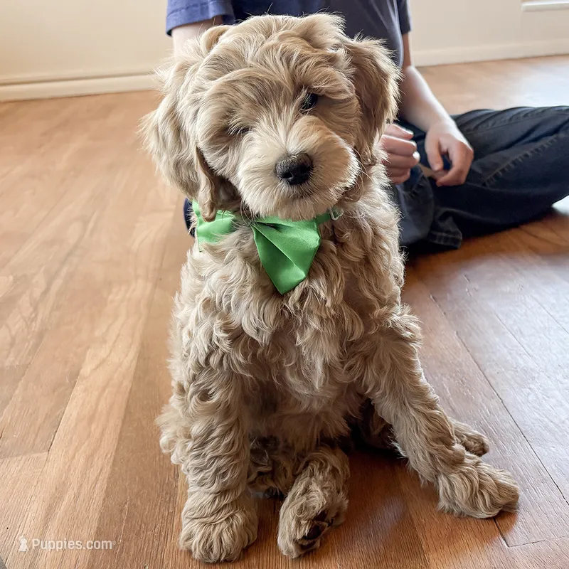 Spring Flame – Miniature Goldendoodle puppy for sale in Roy, UT