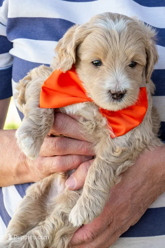 Suncrest – Miniature Goldendoodle puppy for sale in Roy, UT