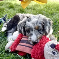 Taco, a female Bernedoodle for sale in Roy, UT – 7 of 8