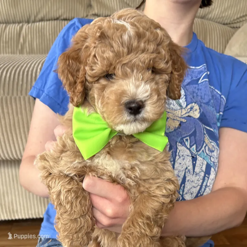 Summer Sweet – Miniature Goldendoodle puppy for sale in Roy, UT