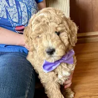 Ryan Sun, a male Miniature Goldendoodle for sale in Roy, UT – 4 of 10