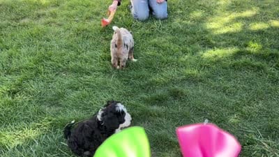 Obsididan, a female Bernedoodle for sale in Roy, UT – 3 of 7