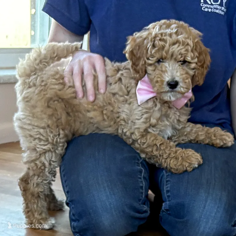 Sugar May – Miniature Goldendoodle puppy for sale in Roy, UT