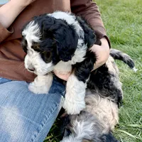 Shale, a female Miniature Bernedoodle for sale in Roy, UT – 6 of 6